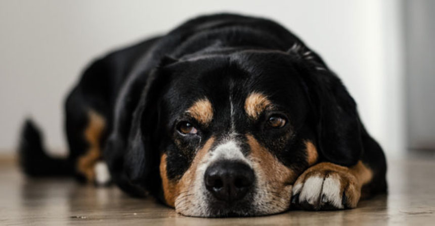 pets-port-elgin-real-estate