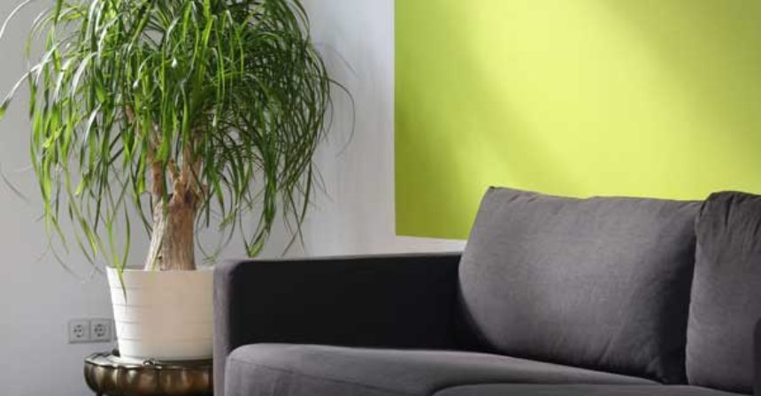 house-plants-port-elgin-real-estate