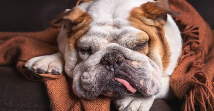pets-susan-terry-real-estate