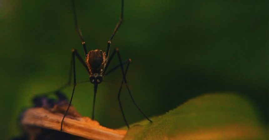 NATURAL-MOSQUITO-REPELLENTS-susan-terry