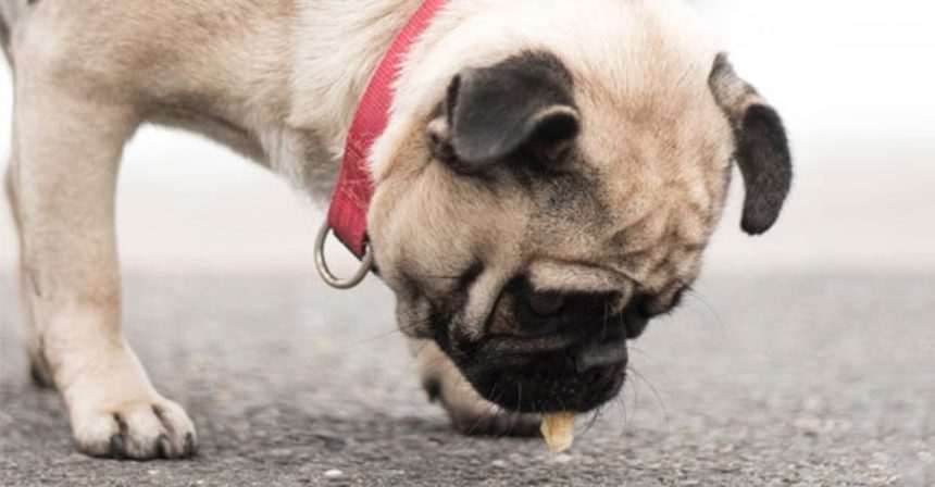 FOODS-NOT-FOR-FIDO-susan-terry-real-estate