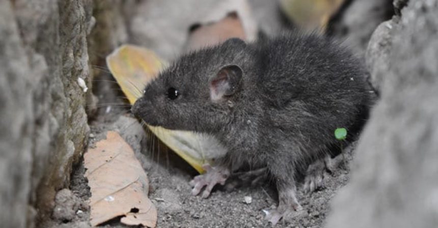 MOVE-OVER-MICE-susan-terry-real-estate