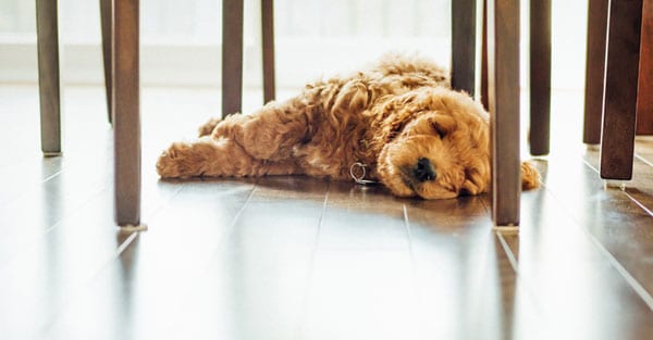 HARD-TIMES-FOR-HARDWOOD-FLOORS