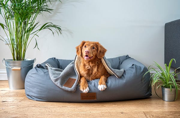 3 INDOOR GAMES TO PLAY WITH YOUR PUP