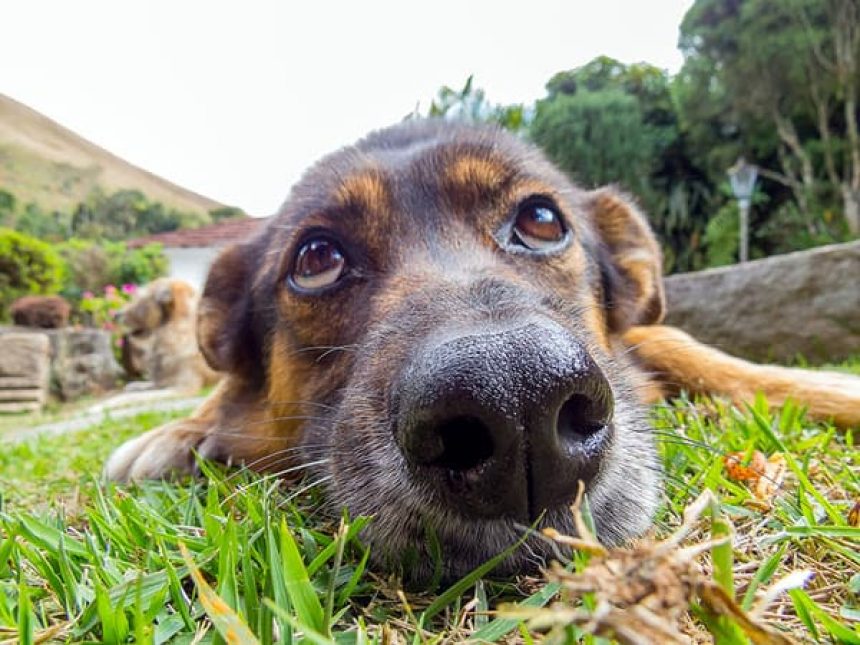 CREATING A DOG-FRIENDLY BACKYARD